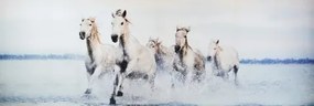 Obraz na plátne Stádo koní, 150x50 cm%