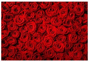 Fototapeta Vliesová Červené ruže 312x219 cm