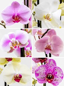 Phalaenopsis orchidea mix farieb 2 stonky 12x70 cm