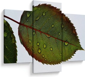 Obraz - List ruže (90x60 cm)