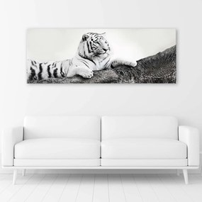 Gario Obraz na plátne Pozorný tiger Rozmery: 90 x 30 cm