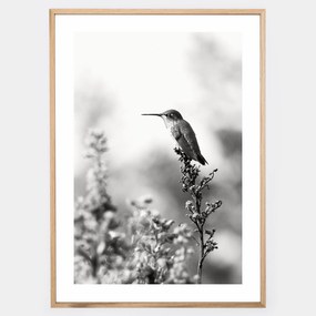 Plagát s fotografiou kolibríka