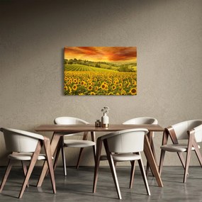 Obraz - Slnečnicové pole (90x60 cm)