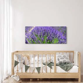 Obraz - levanduľa (120x50 cm)