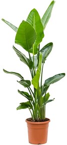 Strelitzia nicolai 24x130 cm