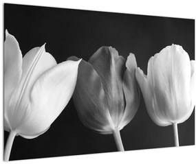 Obraz - Čiernobiele kvety tulipánov (90x60 cm)