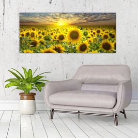 Obraz - Slnečnica pri západe slnka (120x50 cm)