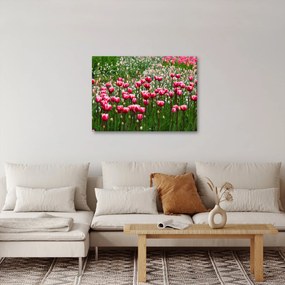 Obraz tulipánov (70x50 cm)