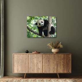 Obraz - Panda na strome (70x50 cm)