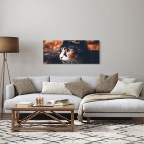 Obraz - Pohľad mačky (120x50 cm)