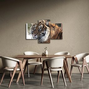 Obraz tigra (90x60 cm)