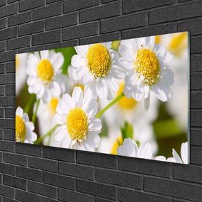 Skleneny obraz Kvety sedmokráska príroda 125x50 cm