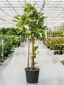 Fikus - Ficus lyrata Multi stem 50x300 cm