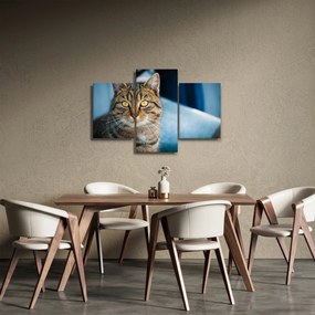 Obraz - Mačka domáca (90x60 cm)