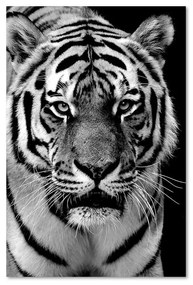 Obraz na plátně Tygr Africa Black and White - 80x120 cm