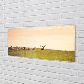Obraz na akrylátovom skle Stádo jeleňov poľa svitania 120x60 cm