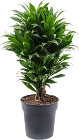 Dracaena fragrans compacta branched multi 24x80 cm