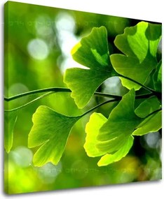 Obraz na stenu RASTLINY