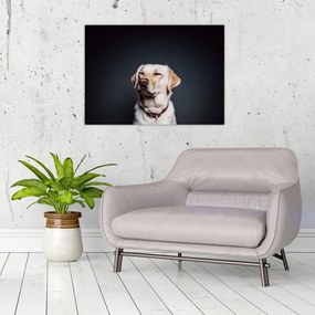 Sklenený obraz labradora (70x50 cm)
