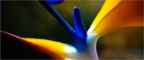 Obraz - Exotický kvet (120x50 cm)
