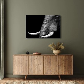 Obraz - Slonie kly (90x60 cm)