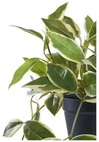 Umelá rastlina (výška 33 cm) Hoya Carnosa – House Nordic
