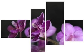 Obraz kvetov