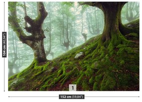 Fototapeta Vliesová Buk lesný 152x104 cm
