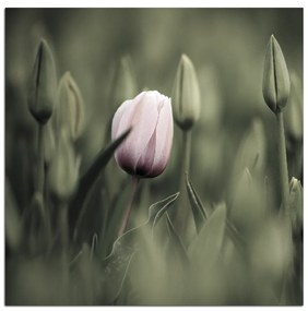 Obraz na plátne - Ružový kvitnúci tulipán - štvorec...  301FA (50x50 cm)
