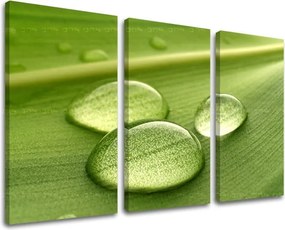 Obraz na stenu RASTLINY