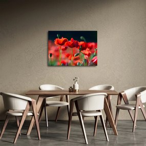 Obraz - vlčie maky (70x50 cm)
