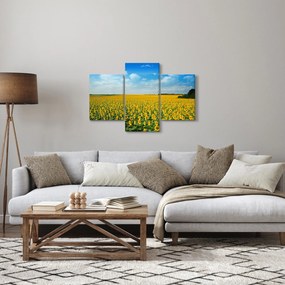 Obraz - pás slnečníc (90x60 cm)