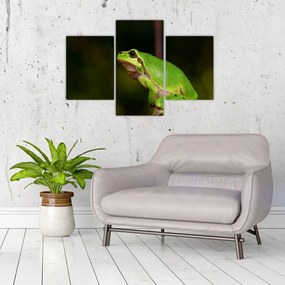 Obraz žaby
