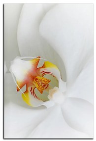 Obraz na plátne - Detailný záber bielej orchidey - obdĺžnik 7223A (75x50 cm)