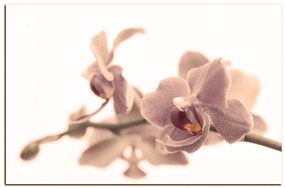 Obraz na plátne - Orchidea kvet izolovaná na bielom pozadí 1222FA (120x80 cm)