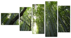 Obraz lesov