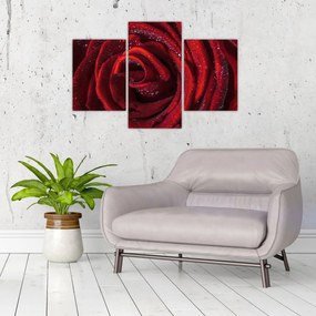Obraz - Červená ruža s kvapkami rosy (90x60 cm)