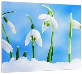 Snežienky - obraz