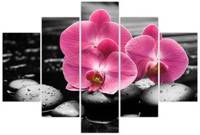 Obraz - Ružové orchidey (150x105 cm)
