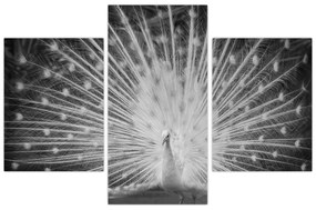 Obraz - Biely páv (90x60 cm)