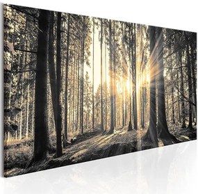 Obraz - Forest Sun Veľkosť: 120x40, Verzia: Na talianskom plátne