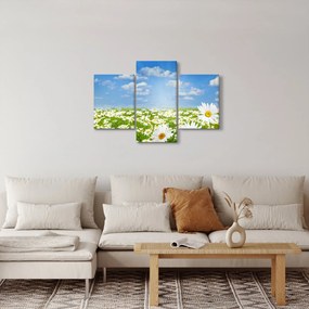 Obraz rozkvitnutej lúky s margarétkami (90x60 cm)