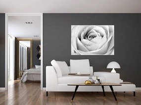 Čiernobiely obraz ruže