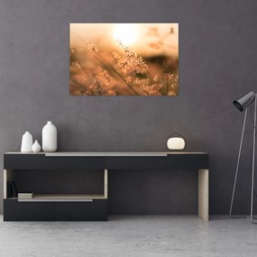 Obraz - Tráva na slnku (90x60 cm)