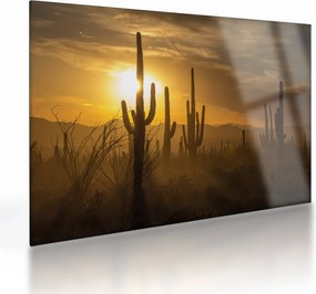 Sklenený obraz - Kaktusy Saguaro (70x50 cm)
