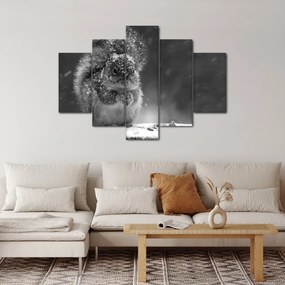 Obraz - Veverička v zime (150x105 cm)