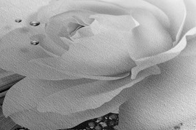 Obraz čiernobiela ruža v elegantnom prevedení