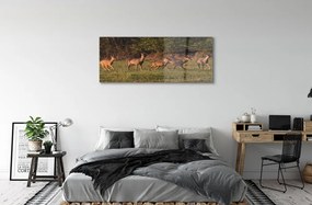 Obraz na akrylátovom skle Deer golf svitania 120x60 cm