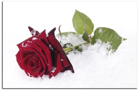 Obraz na plátne - Ruža na snehu 1103A (90x60 cm  )