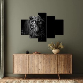 Obraz divokého tigra (150x105 cm)